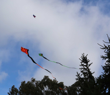 Někteří draci létali blízko vysokých stromů.