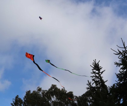 Někteří draci létali blízko vysokých stromů.