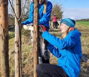 Výsadba liniové zeleně 2021