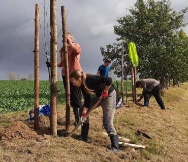 Výsadba liniové zeleně 2021